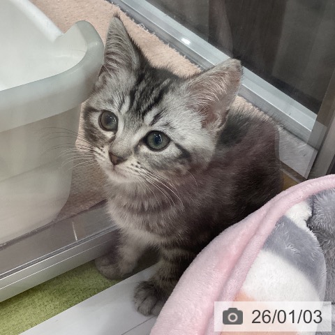 長野県のアメリカンショートヘアー (ペットプラス 松本店/2025年10月15日生まれ/女の子/シルバータビー)の子猫の3枚目の画像