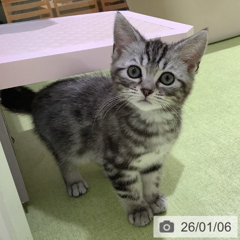 長野県のアメリカンショートヘアー (ペットプラス 松本店/2025年10月15日生まれ/女の子/シルバータビー)の子猫の3枚目の画像