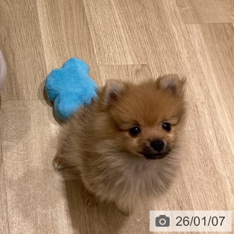 東京都のポメラニアン (ペットプラス MARK IS 葛飾かなまち店/2025年10月26日生まれ/男の子/オレンジ)の子犬の4枚目の画像
