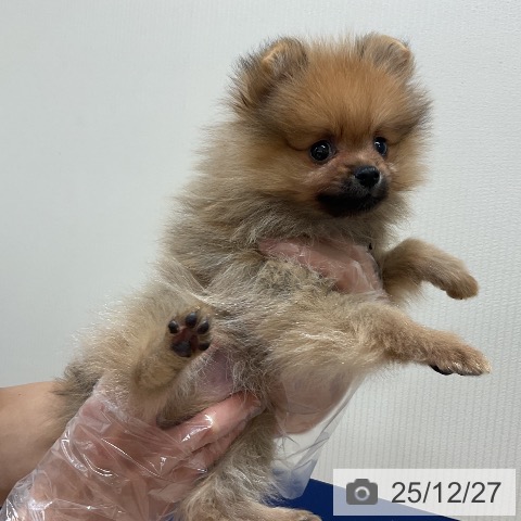 ポメラニアンの写真