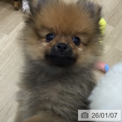 福島県のポメラニアン (ペットプラス 福島店/2025年10月26日生まれ/男の子/オレンジ)の子犬の4枚目の画像