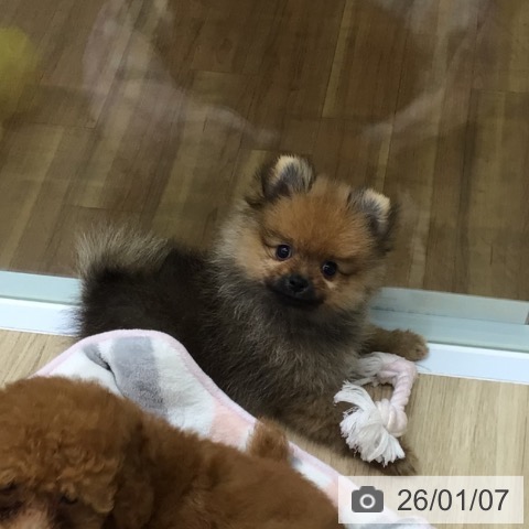 福島県のポメラニアン (ペットプラス 福島店/2025年10月26日生まれ/男の子/オレンジ)の子犬の3枚目の画像