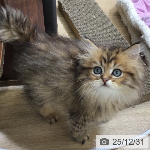 東京都のペルシャ (ペットプラス 日の出店/2025年10月21日生まれ/男の子/チンチラゴールデン)の子猫の4枚目の画像