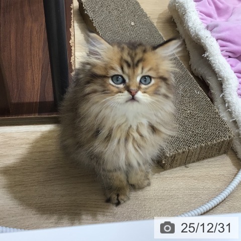 東京都のペルシャ (ペットプラス 日の出店/2025年10月21日生まれ/男の子/チンチラゴールデン)の子猫の3枚目の画像