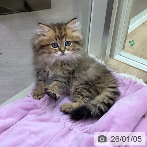 東京都のペルシャ (ペットプラス 日の出店/2025年10月21日生まれ/男の子/チンチラゴールデン)の子猫の3枚目の画像