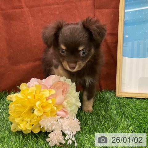 千葉県のチワワ(ロング) (ペットプラス コトエ流山おおたかの森店/2025年10月30日生まれ/男の子/チョコレートタンホワイト)の子犬の3枚目の画像