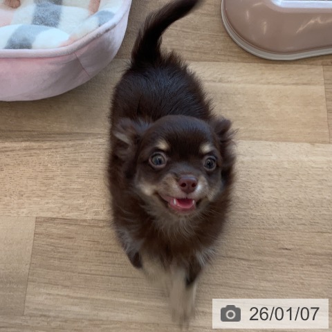 千葉県のチワワ(ロング) (ペットプラス コトエ流山おおたかの森店/2025年10月30日生まれ/男の子/チョコレートタンホワイト)の子犬の3枚目の画像