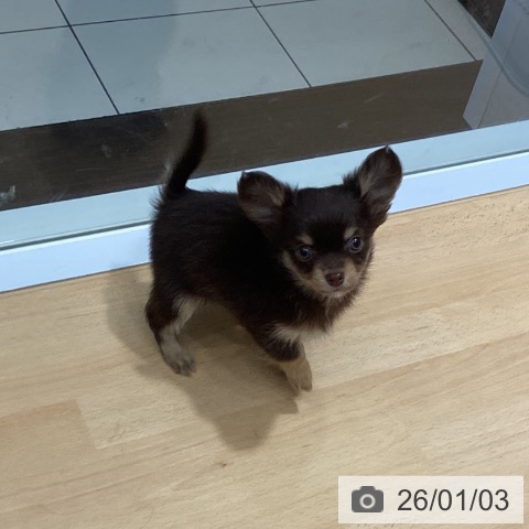 埼玉県のチワワ(ロング) (ペットプラス 与野店/2025年10月30日生まれ/男の子/チョコレートタンホワイト)の子犬の4枚目の画像