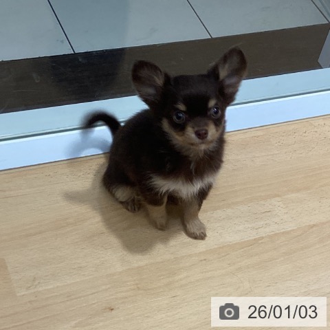 埼玉県のチワワ(ロング) (ペットプラス 与野店/2025年10月30日生まれ/男の子/チョコレートタンホワイト)の子犬の3枚目の画像