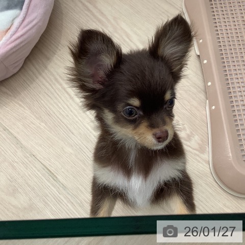 埼玉県のチワワ(ロング) (ペットプラス 川口店/2025年10月30日生まれ/男の子/チョコレートタンホワイト)の子犬の3枚目の画像