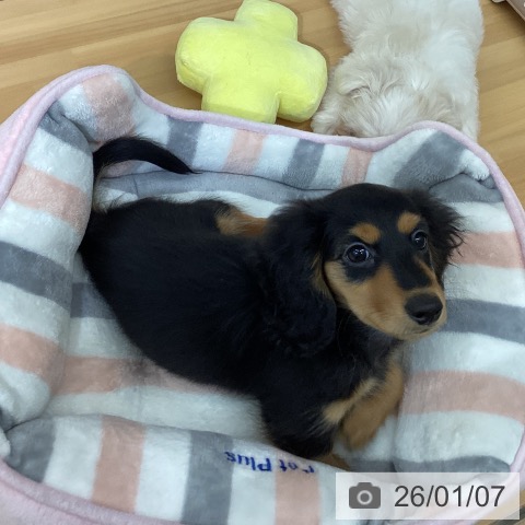 千葉県のミニチュアダックスフンド(ロング) (ペットプラス 八千代緑が丘店/2025年10月29日生まれ/男の子/ブラックタン)の子犬の3枚目の画像