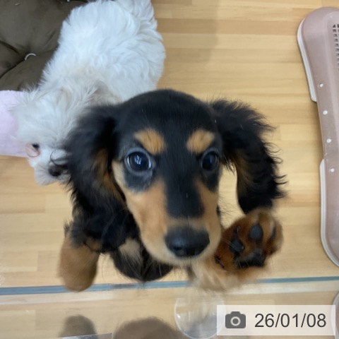 千葉県のミニチュアダックスフンド(ロング) (ペットプラス 八千代緑が丘店/2025年10月29日生まれ/男の子/ブラックタン)の子犬の4枚目の画像