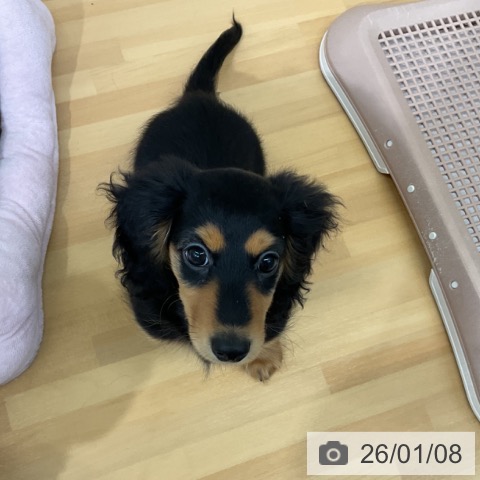 千葉県のミニチュアダックスフンド(ロング) (ペットプラス 八千代緑が丘店/2025年10月29日生まれ/男の子/ブラックタン)の子犬の3枚目の画像