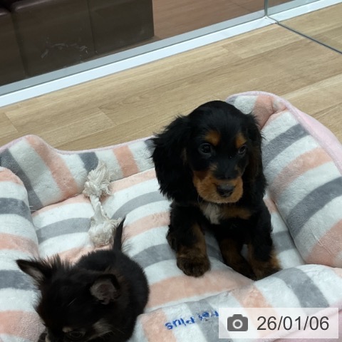 群馬県のイングリッシュコッカースパニエル (ペットプラス イオンモール太田店/2025年10月30日生まれ/男の子/ブラックタン)の子犬の3枚目の画像