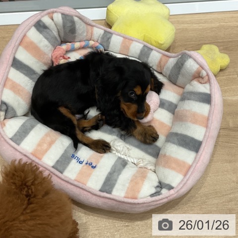 群馬県のイングリッシュコッカースパニエル (ペットプラス イオンモール太田店/2025年10月30日生まれ/男の子/ブラックタン)の子犬の4枚目の画像