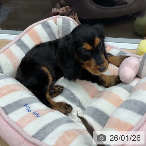 群馬県のイングリッシュコッカースパニエル (ペットプラス イオンモール太田店/2025年10月30日生まれ/男の子/ブラックタン)の子犬の3枚目の画像