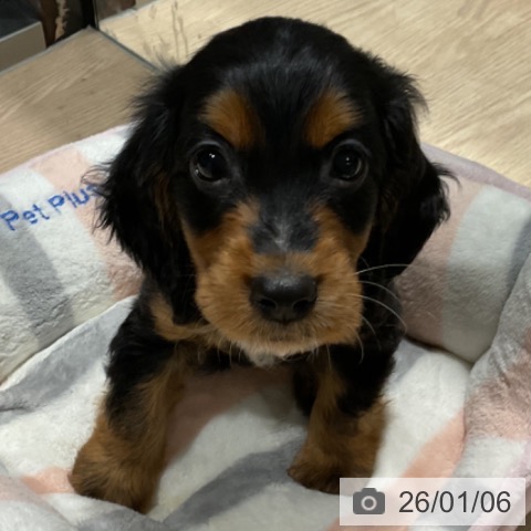 埼玉県のイングリッシュコッカースパニエル (ペットプラス コクーンシティ店/2025年10月30日生まれ/男の子/ブラックタン)の子犬の4枚目の画像