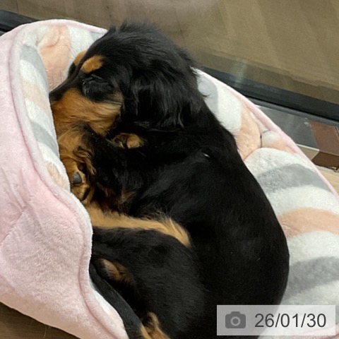 埼玉県のイングリッシュコッカースパニエル (ペットプラス コクーンシティ店/2025年10月30日生まれ/男の子/ブラックタン)の子犬の4枚目の画像