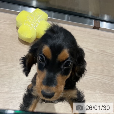 埼玉県のイングリッシュコッカースパニエル (ペットプラス コクーンシティ店/2025年10月30日生まれ/男の子/ブラックタン)の子犬の3枚目の画像