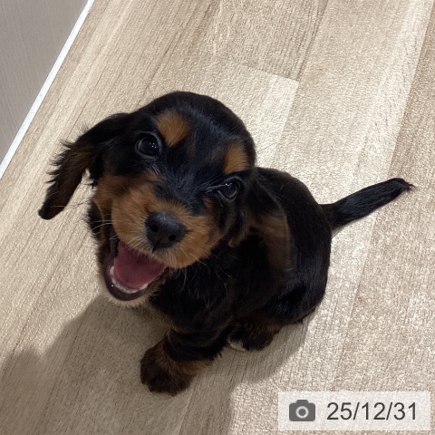 埼玉県のイングリッシュコッカースパニエル (ペットプラス ピオニウォーク東松山店/2025年10月30日生まれ/女の子/ブラックタン)の子犬の3枚目の画像