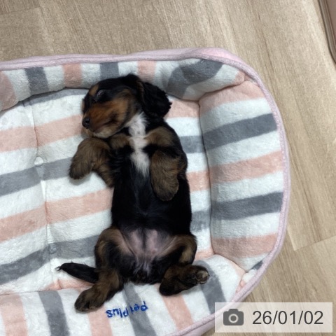 埼玉県のイングリッシュコッカースパニエル (ペットプラス ピオニウォーク東松山店/2025年10月30日生まれ/女の子/ブラックタン)の子犬の3枚目の画像