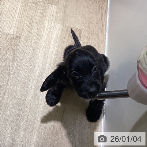 埼玉県のイングリッシュコッカースパニエル (ペットプラス イオンモール春日部店/2025年10月30日生まれ/女の子/ブラック)の子犬の4枚目の画像