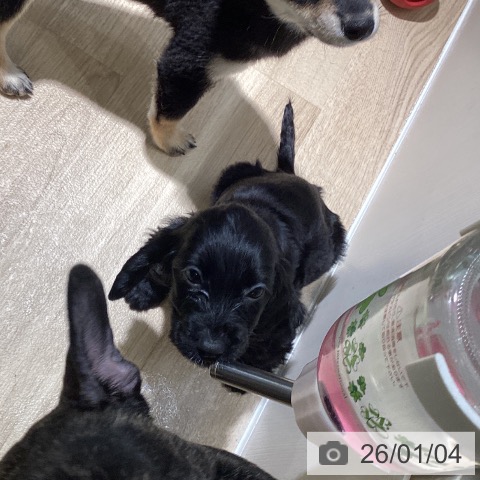 埼玉県のイングリッシュコッカースパニエル (ペットプラス イオンモール春日部店/2025年10月30日生まれ/女の子/ブラック)の子犬の3枚目の画像