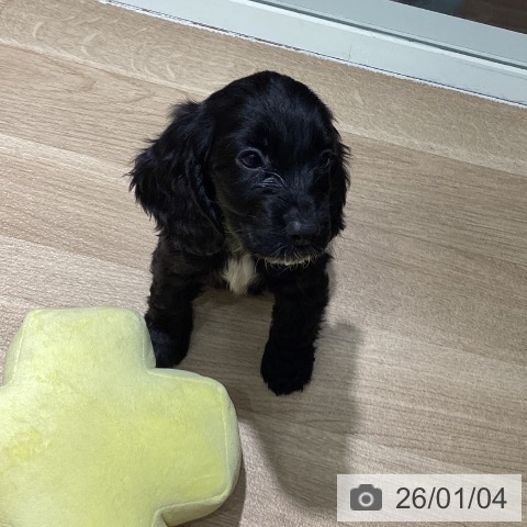 埼玉県のイングリッシュコッカースパニエル (ペットプラス イオンモール春日部店/2025年10月30日生まれ/女の子/ブラック)の子犬の3枚目の画像