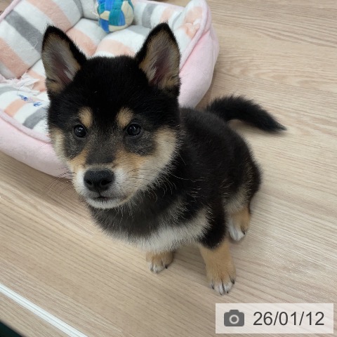 埼玉県の柴犬(標準サイズ) (ペットプラス 上尾店/2025年10月25日生まれ/男の子/黒)の子犬の4枚目の画像