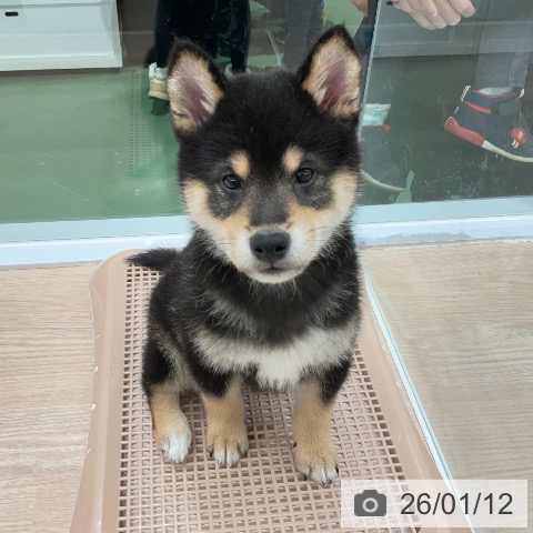 埼玉県の柴犬(標準サイズ) (ペットプラス 上尾店/2025年10月25日生まれ/男の子/黒)の子犬の3枚目の画像