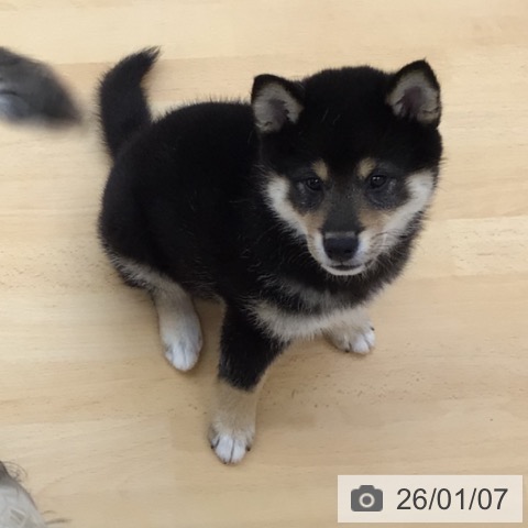 青森県の柴犬(標準サイズ) (ペットプラス 青森浜田店/2025年10月25日生まれ/女の子/黒)の子犬の4枚目の画像