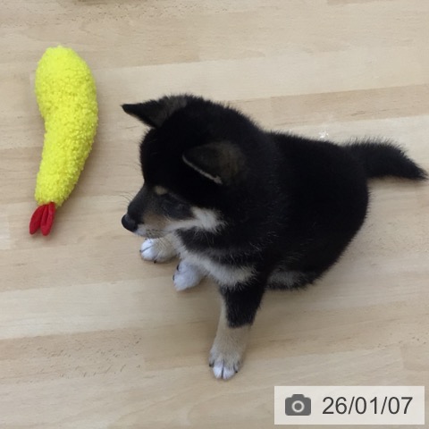 青森県の柴犬(標準サイズ) (ペットプラス 青森浜田店/2025年10月25日生まれ/女の子/黒)の子犬の3枚目の画像