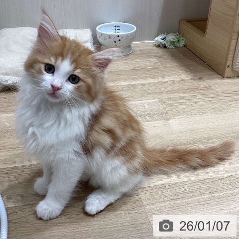 埼玉県のノルウェージャンフォレストキャット (ペットプラス ピオニウォーク東松山店/2025年10月28日生まれ/男の子/レッドタビーホワイト)の子猫の4枚目の画像