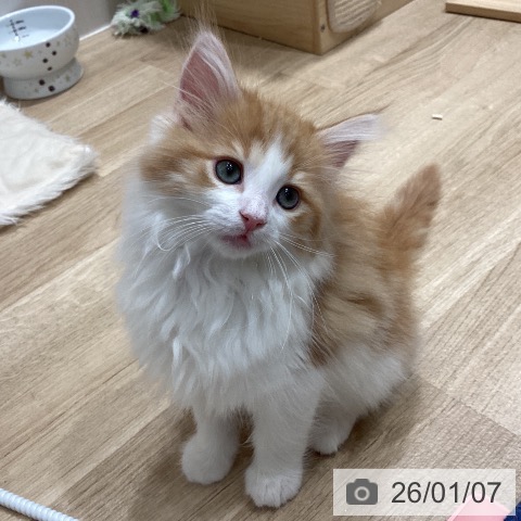 埼玉県のノルウェージャンフォレストキャット (ペットプラス ピオニウォーク東松山店/2025年10月28日生まれ/男の子/レッドタビーホワイト)の子猫の3枚目の画像