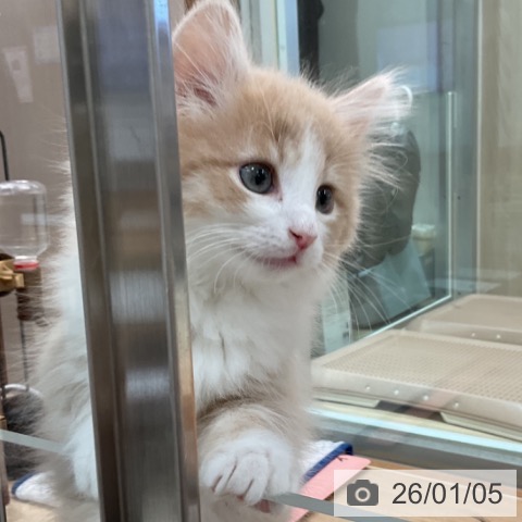 埼玉県のノルウェージャンフォレストキャット (ペットプラス ららぽーと富士見店/2025年10月28日生まれ/男の子/クリームマッカレルタビーホワイト)の子猫の3枚目の画像