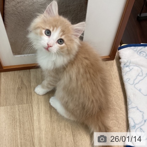 埼玉県のノルウェージャンフォレストキャット (ペットプラス ららぽーと富士見店/2025年10月28日生まれ/男の子/クリームマッカレルタビーホワイト)の子猫の3枚目の画像