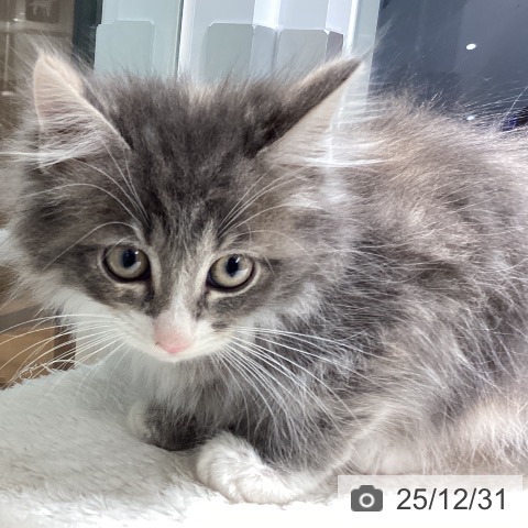 埼玉県のラガマフィン (ペットプラス 川口店/2025年10月27日生まれ/女の子/ブルーパッチドタビーホワイト)の子猫の4枚目の画像