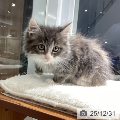 埼玉県のラガマフィン (ペットプラス 川口店/2025年10月27日生まれ/女の子/ブルーパッチドタビーホワイト)の子猫の3枚目の画像