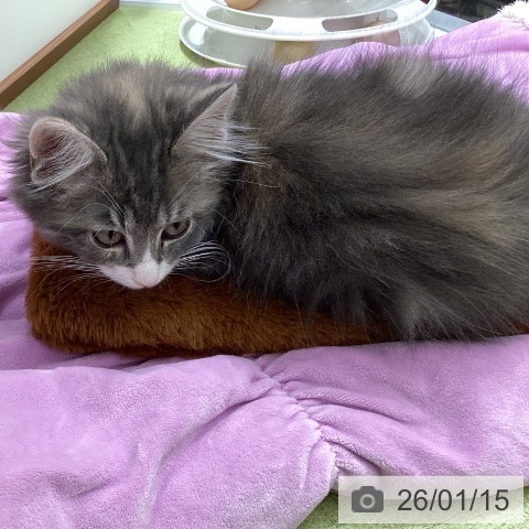 埼玉県のラガマフィン (ペットプラス 川口店/2025年10月27日生まれ/女の子/ブルーパッチドタビーホワイト)の子猫の4枚目の画像