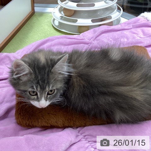 埼玉県のラガマフィン (ペットプラス 川口店/2025年10月27日生まれ/女の子/ブルーパッチドタビーホワイト)の子猫の3枚目の画像