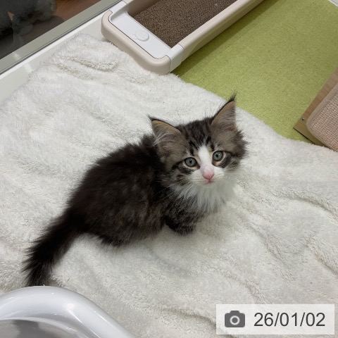 千葉県のノルウェージャンフォレストキャット (ペットプラス 成田店/2025年10月24日生まれ/男の子/ブラウンタビーホワイト)の子猫の4枚目の画像