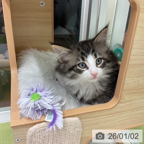 千葉県のノルウェージャンフォレストキャット (ペットプラス 成田店/2025年10月24日生まれ/男の子/ブラウンタビーホワイト)の子猫の3枚目の画像