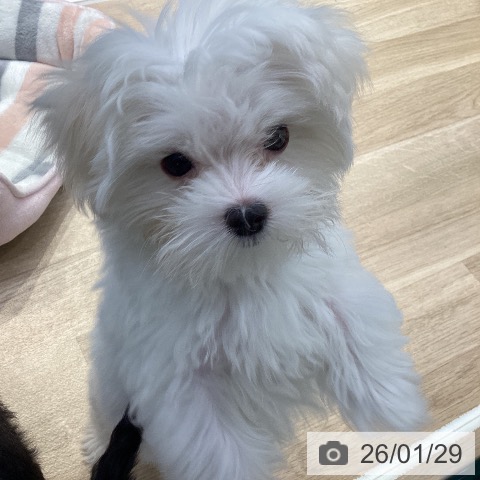 神奈川県のマルチーズ (ペットプラス 座間店/2025年10月30日生まれ/男の子/ホワイト)の子犬の4枚目の画像