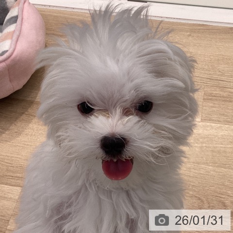 神奈川県のマルチーズ (ペットプラス 座間店/2025年10月30日生まれ/男の子/ホワイト)の子犬の3枚目の画像