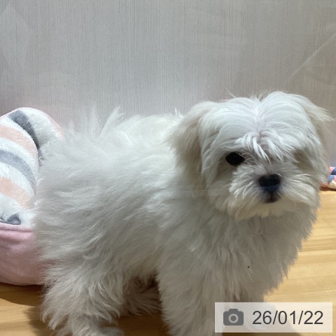 山梨県のマルチーズ (ペットプラス 甲府昭和店/2025年10月30日生まれ/男の子/ホワイト)の子犬の4枚目の画像