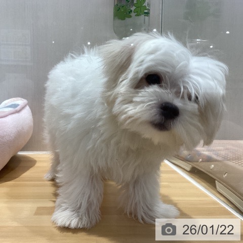 山梨県のマルチーズ (ペットプラス 甲府昭和店/2025年10月30日生まれ/男の子/ホワイト)の子犬の3枚目の画像