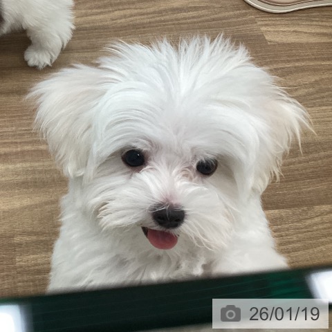 茨城県のマルチーズ (ペッツワン 古河店/2025年10月30日生まれ/男の子/ホワイト)の子犬の4枚目の画像