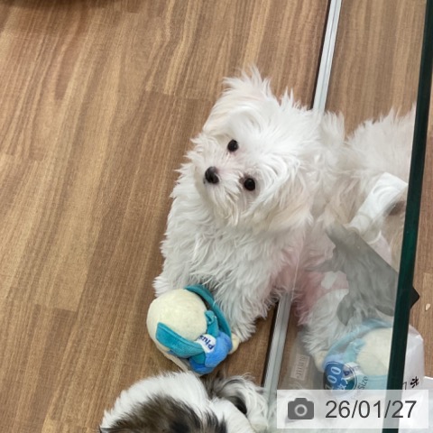 マルチーズの写真