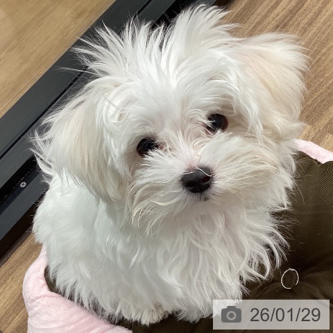 マルチーズの写真