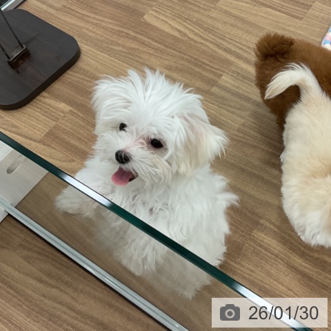 マルチーズの写真
